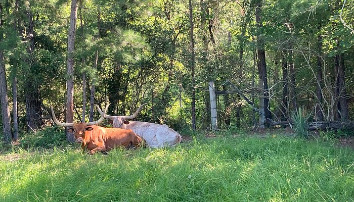 The Williams Ranch