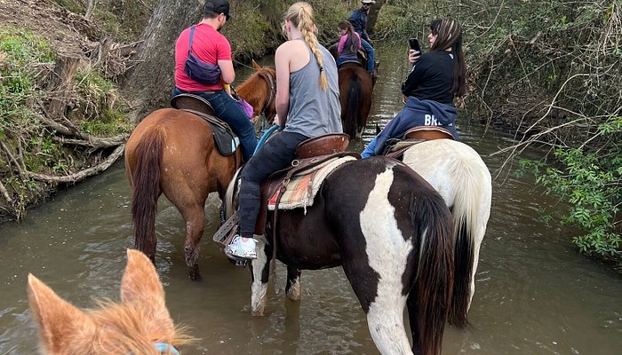 Waller County Horseback Riding Adventure