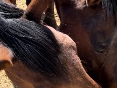 Crazy Horse Ranch