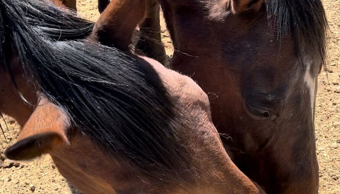 Crazy Horse Ranch