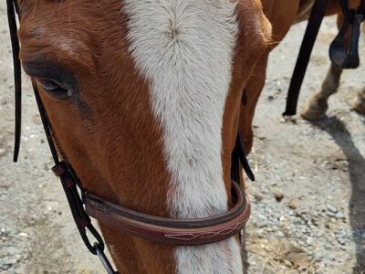 Fairwinds Farm & Stables