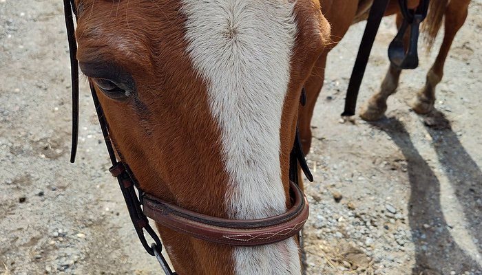 Fairwinds Farm & Stables