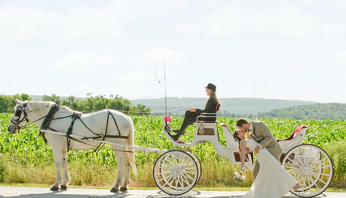 Carousel Horse Farm