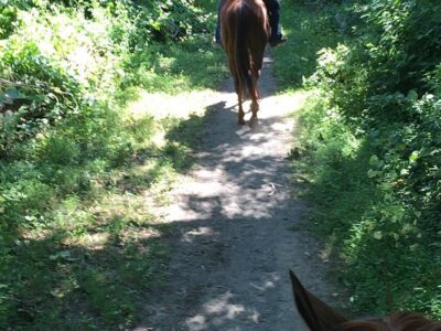 Chase Run Stable