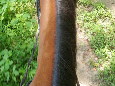 Chattahoochee Stables