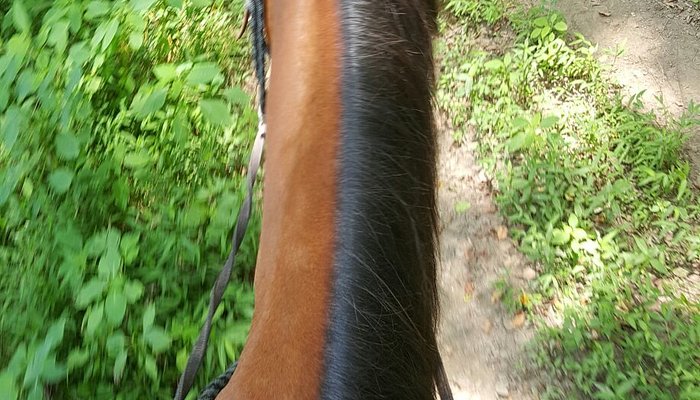 Chattahoochee Stables