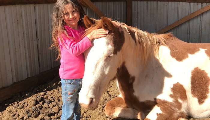 Vision Quest Western Horseback Rides & Lessons