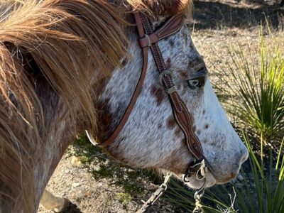 Cross G Ranch Trail Rides