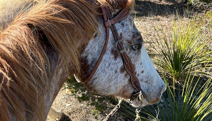 Cross G Ranch Trail Rides
