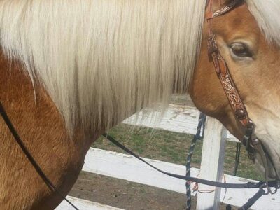 Pfeiffer Riding Stables