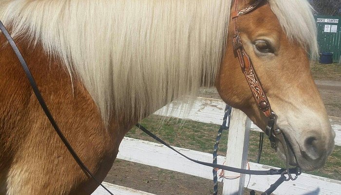 Pfeiffer Riding Stables