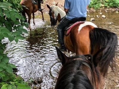 Jordan Hollow Stables