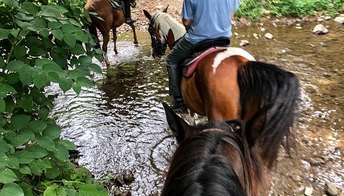 Jordan Hollow Stables