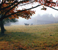 Daisy Field Farm