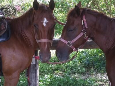 Deka Di Riding Stables