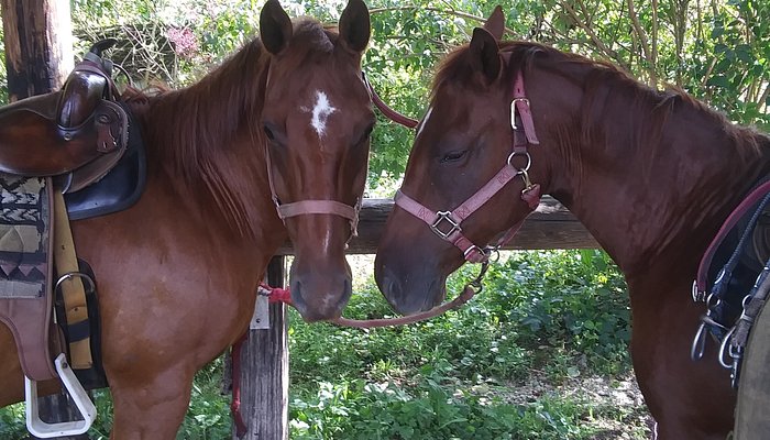 Deka Di Riding Stables