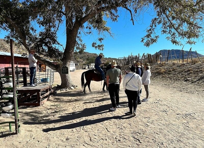 Desert Wonders Tour: Horseback Ride thru Joshua Tree Forest with Buffalo & Lunch