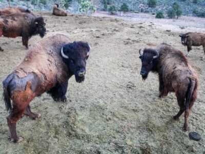 Desert Wonders Tour: Horseback Ride thru Joshua Tree Forest with Buffalo & Lunch