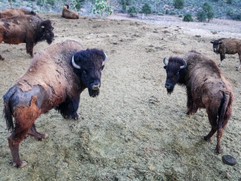 Desert Wonders Tour: Horseback Ride thru Joshua Tree Forest with Buffalo & Lunch