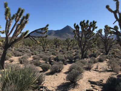 Desert Wonders Tour: Horseback Ride thru Joshua Tree Forest with Buffalo & Lunch