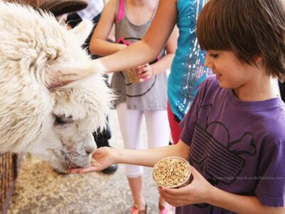 Fort Worth Stockyards Stables and Horseback Riding