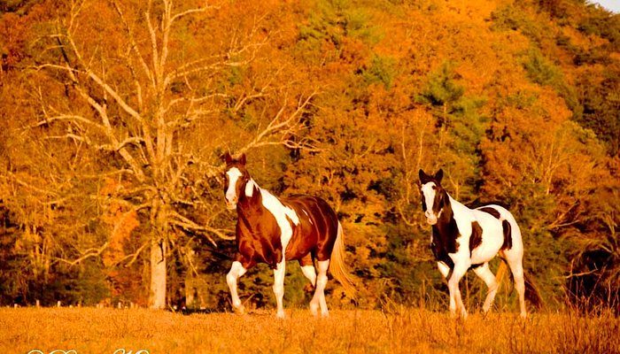 Sugarland Riding Stables