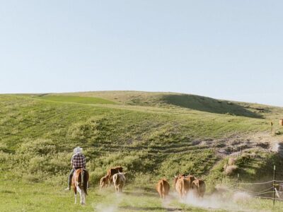 Golden Hour Farm