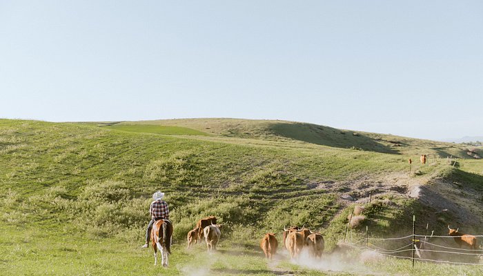 Golden Hour Farm