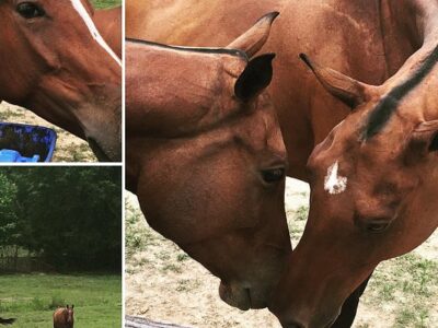 Zupay Polo Farm
