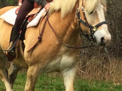 Rita's Stable