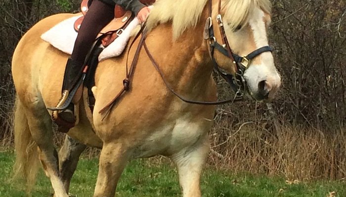 Rita's Stable