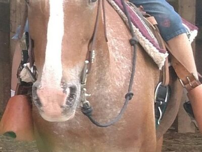 Saddle View Outfitters