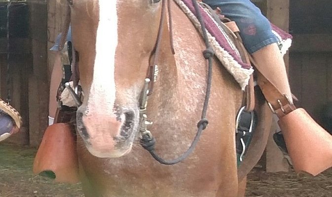 Saddle View Outfitters