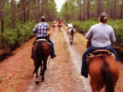 Twisted T Performance Horses