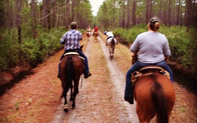 Twisted T Performance Horses