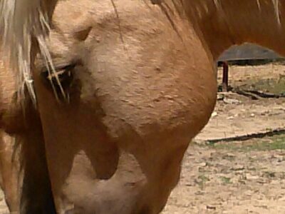 The J Ranch