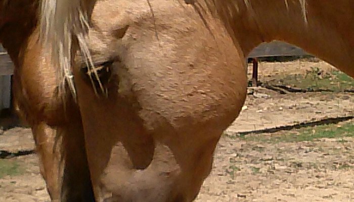 The J Ranch