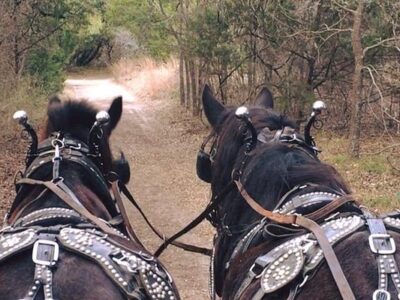 Eagle Eye Ranch Carriage Company