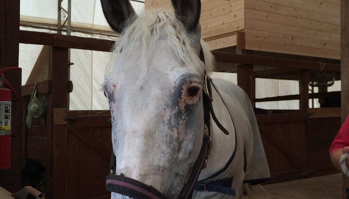 Avalon Meadows Equestrian Center