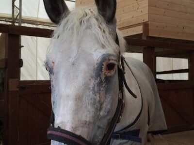 Avalon Meadows Equestrian Center