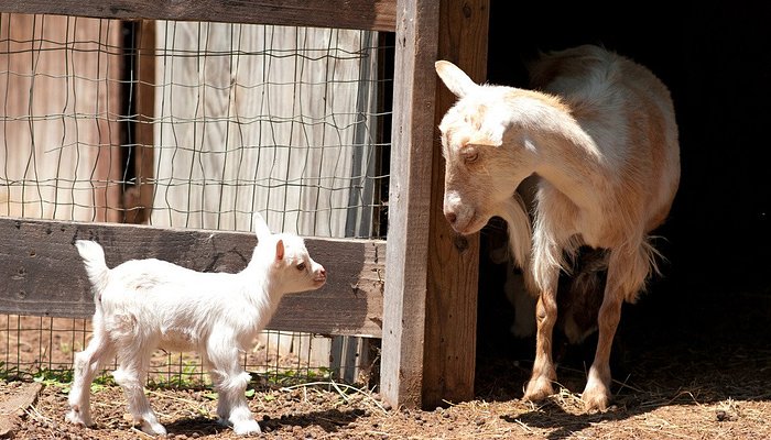 Splendor Farms