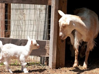 Splendor Farms