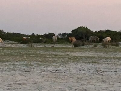 Outer Banks Riding Stables