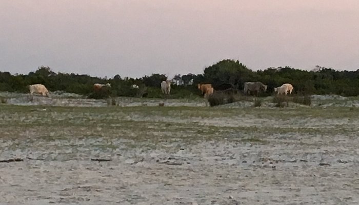 Outer Banks Riding Stables