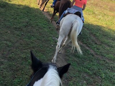 Deer Run Stable