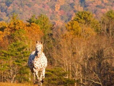 Sugarland Riding Stables