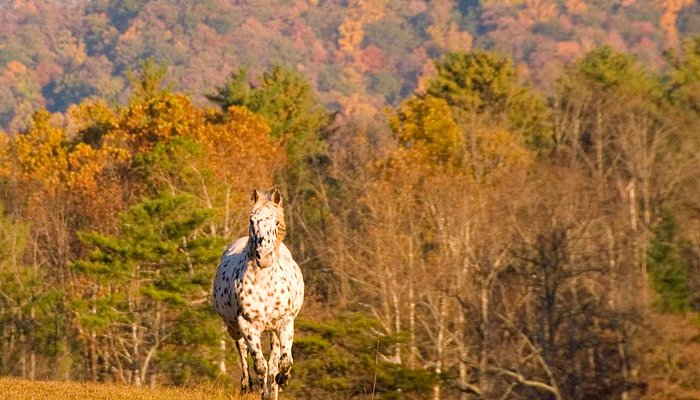 Sugarland Riding Stables