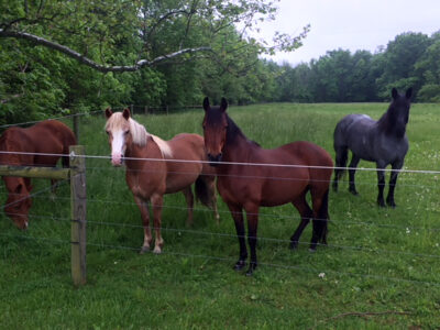 Hickory Hill Farm: Gettysburg Licensed Guided Battlefield Horseback Tour