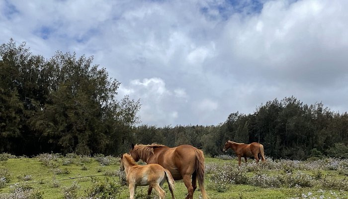 Waipi'o on Horseback