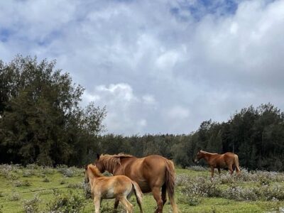 Waipi'o on Horseback